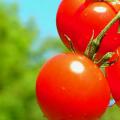 Низькорослі томати для відкритого грунту