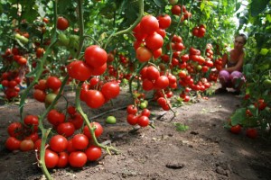 모종 심는 시기 토마토 방울토마토 키우기/재배법,방울토마토