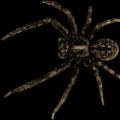 Павук повзе по людині: прикмета або смертельна небезпека?