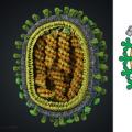 ¿Dónde vive y persiste el virus de la gripe?