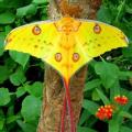 Найкрасивіші метелики в світі Найрідкісніші метелики в світі з назвами