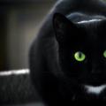 Soñé con un gato negro que acaricia ▼