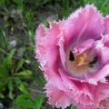 أجمل زهور التوليب في العالم: أصناف والعديد من الصور