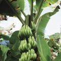 В яких країнах ростуть банани, як розмножуються і який їхній життєвий цикл в природі?
